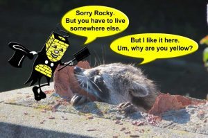 Critter Caper - Sorry Rocky time to move