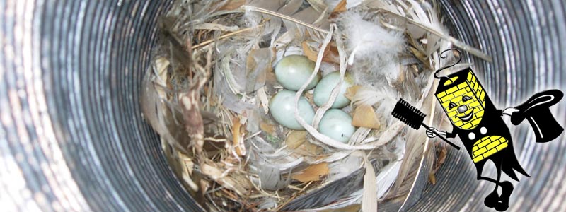 Blockages in chimneys and liners caused by nesting birds, squirrels and racoons, are a common occurrence and need to be cleaned.